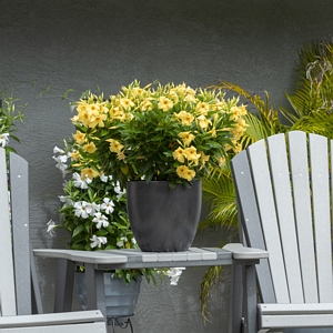 Mandevilla Sun Parasol Sunbeam